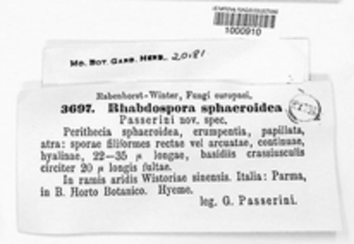 Rhabdospora sphaeroides image